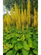 Szibériai hamuvirág / LIGULARIA sibirica 