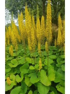 Szibériai hamuvirág / LIGULARIA sibirica 