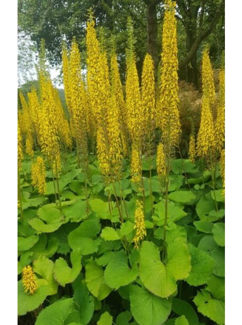 Szibériai hamuvirág / LIGULARIA sibirica 
