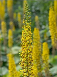 Szibériai hamuvirág / LIGULARIA sibirica 