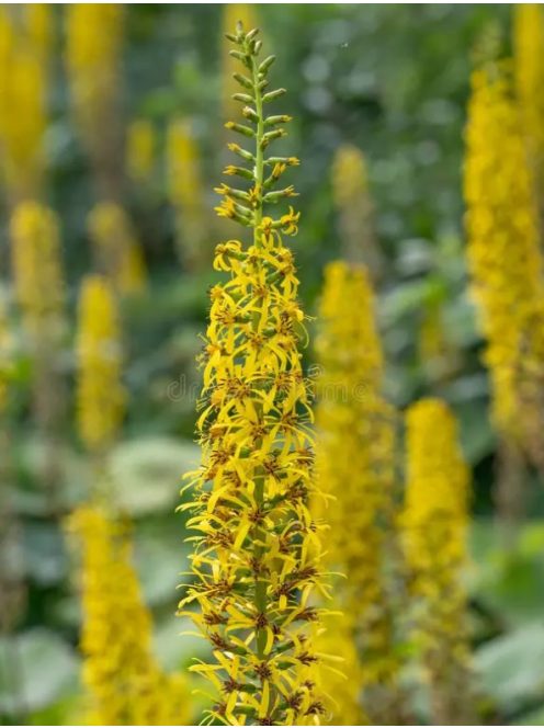 Szibériai hamuvirág / LIGULARIA sibirica 