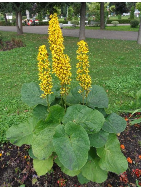 Szibériai hamuvirág / LIGULARIA sibirica 