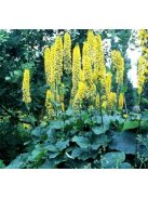 Szibériai hamuvirág / LIGULARIA sibirica 