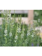 Gyújtoványfű / LINARIA purpurea 'Springside White'