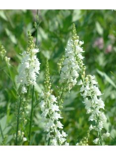   Gyújtoványfű / LINARIA purpurea 'Springside White'
