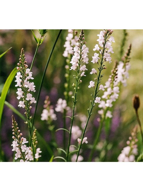 Gyújtoványfű / LINARIA purpurea 'Springside White'