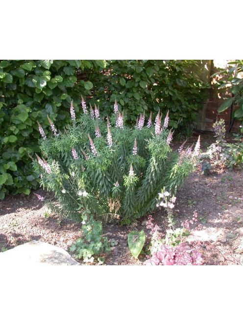 Gyújtoványfű / LINARIA purpurea 'Springside White'