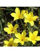 Sárga len / LINUM flavum 'Compactum'