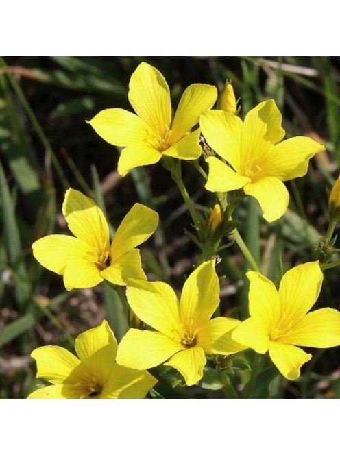 Sárga len / LINUM flavum 'Compactum'
