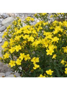 Sárga len / LINUM flavum 'Compactum'