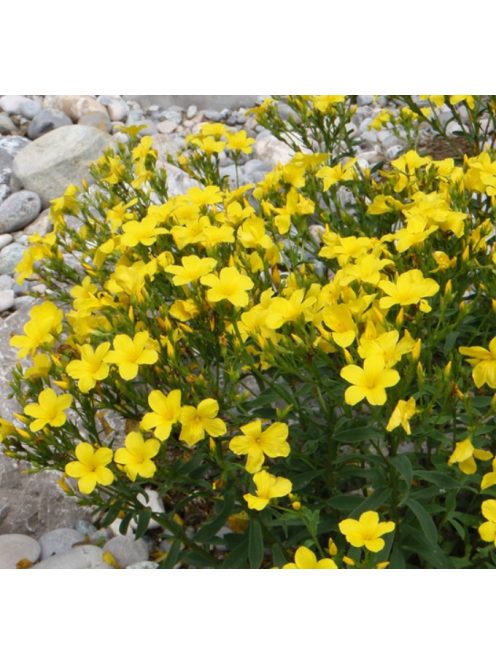 Sárga len / LINUM flavum 'Compactum'