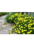 Sárga len / LINUM flavum 'Compactum'