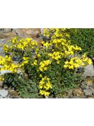 Sárga len / LINUM flavum 'Compactum'