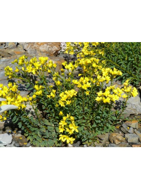 Sárga len / LINUM flavum 'Compactum'
