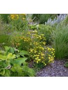 Sárga len / LINUM flavum 'Compactum'