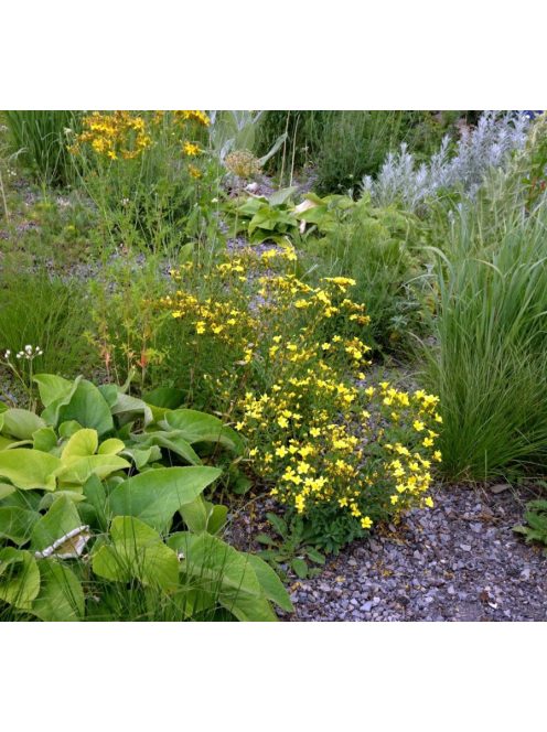 Sárga len / LINUM flavum 'Compactum'