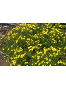 Sárga len / LINUM flavum 'Compactum'