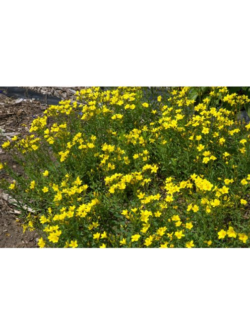Sárga len / LINUM flavum 'Compactum'