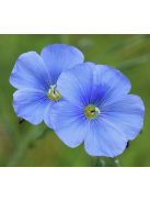 Évelő len / LINUM perenne Nanum 'Blue Sapphire'
