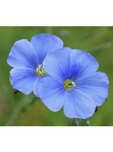Évelő len / LINUM perenne Nanum 'Blue Sapphire'