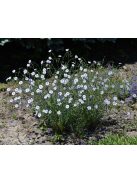 Évelő len / LINUM perenne Nanum 'Blue Sapphire'
