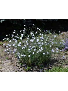 Évelő len / LINUM perenne Nanum 'Blue Sapphire'