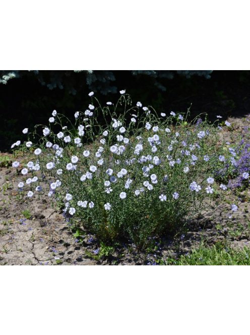 Évelő len / LINUM perenne Nanum 'Blue Sapphire'