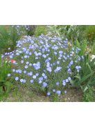 Évelő len / LINUM perenne Nanum 'Blue Sapphire'