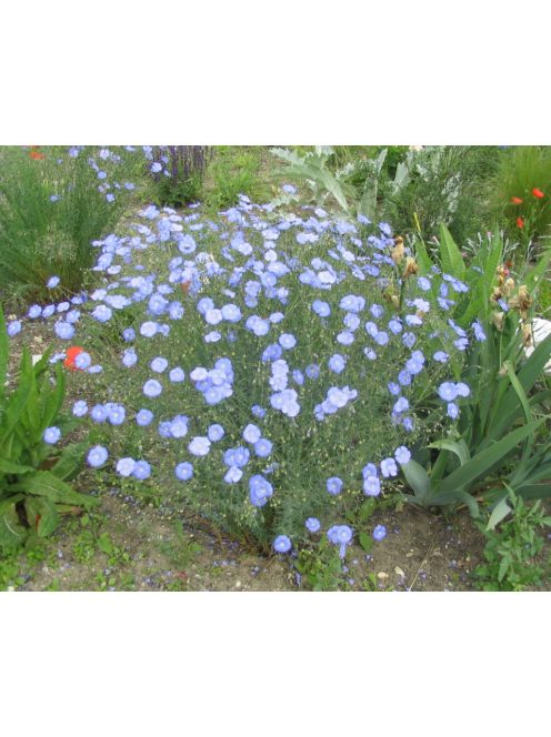Évelő len / LINUM perenne Nanum 'Blue Sapphire'