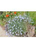 Évelő len / LINUM perenne Nanum 'Blue Sapphire'