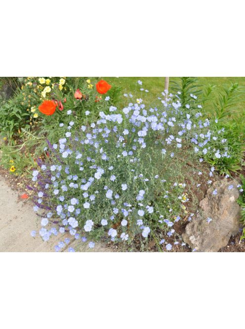 Évelő len / LINUM perenne Nanum 'Blue Sapphire'