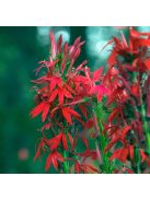 Tűzpiros lobélia / LOBELIA cardinalis 