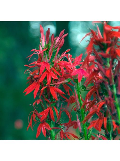 Tűzpiros lobélia / LOBELIA cardinalis 