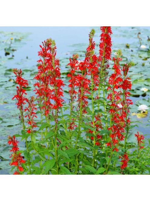 Tűzpiros lobélia / LOBELIA cardinalis 