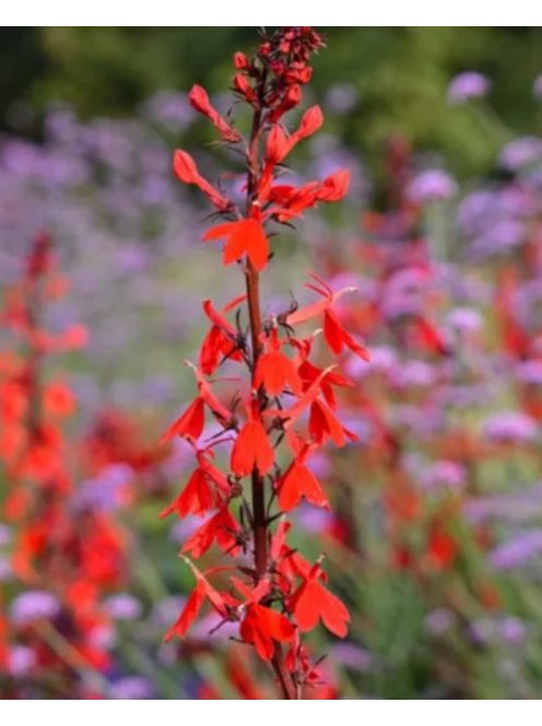 Tűzpiros lobélia / LOBELIA cardinalis 
