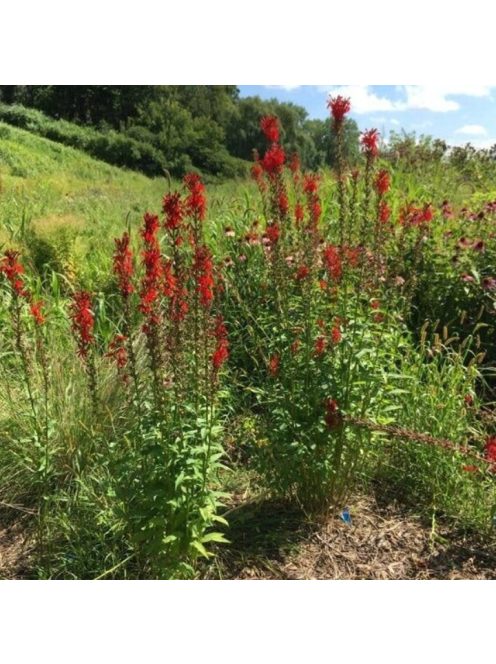 Tűzpiros lobélia / LOBELIA cardinalis 