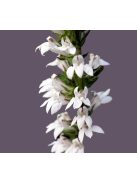 Tűzpiros lobélia / LOBELIA cardinalis f. albiflora 'White Cardinal'