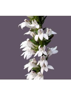   Tűzpiros lobélia / LOBELIA cardinalis f. albiflora 'White Cardinal'