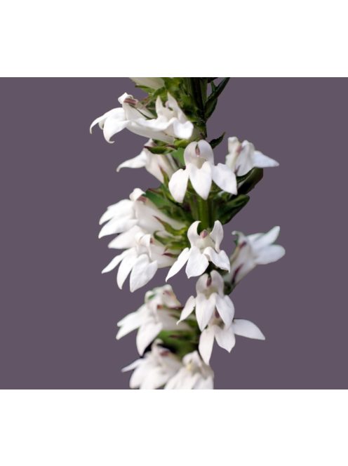 Tűzpiros lobélia / LOBELIA cardinalis f. albiflora 'White Cardinal'