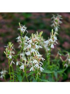   Tűzpiros lobélia / LOBELIA cardinalis f. albiflora 'White Cardinal'