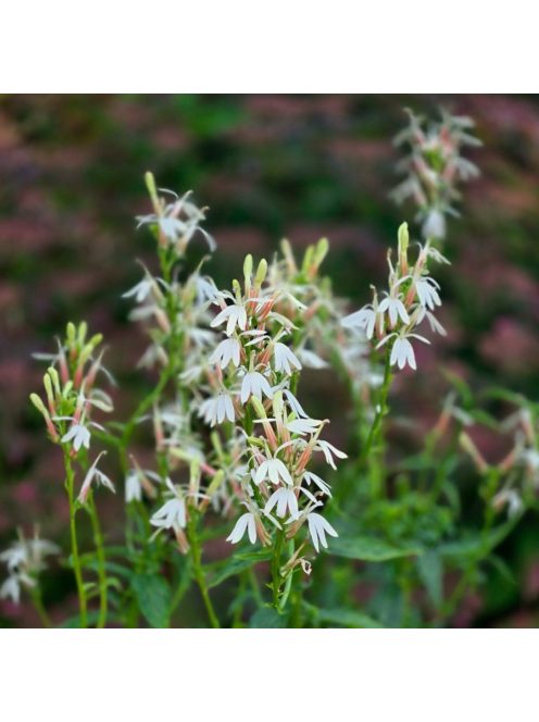 Tűzpiros lobélia / LOBELIA cardinalis f. albiflora 'White Cardinal'