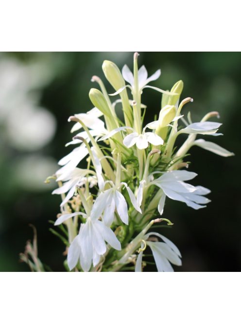 Tűzpiros lobélia / LOBELIA cardinalis f. albiflora 'White Cardinal'