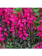 Pompás lobélia / LOBELIA speciosa F1 'Starship Rose'