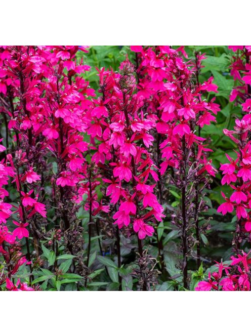 Pompás lobélia / LOBELIA speciosa F1 'Starship Rose'