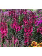 Pompás lobélia / LOBELIA speciosa F1 'Starship Rose'