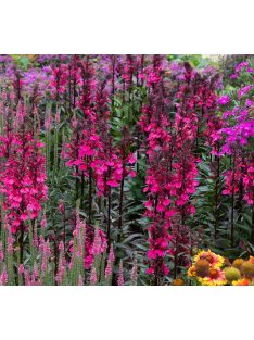   Pompás lobélia / LOBELIA speciosa F1 'Starship Rose'