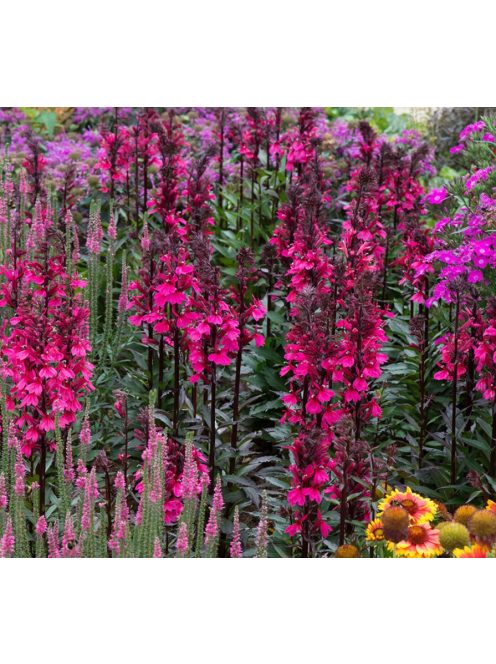 Pompás lobélia / LOBELIA speciosa F1 'Starship Rose'