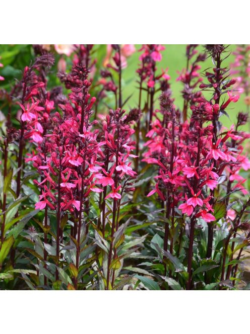Pompás lobélia / LOBELIA speciosa F1 'Starship Rose'