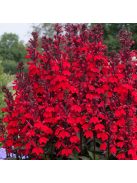 Pompás lobélia / LOBELIA speciosa F1 'Starship Scarlet'