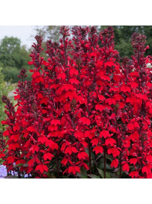 Pompás lobélia / LOBELIA speciosa F1 'Starship Scarlet'